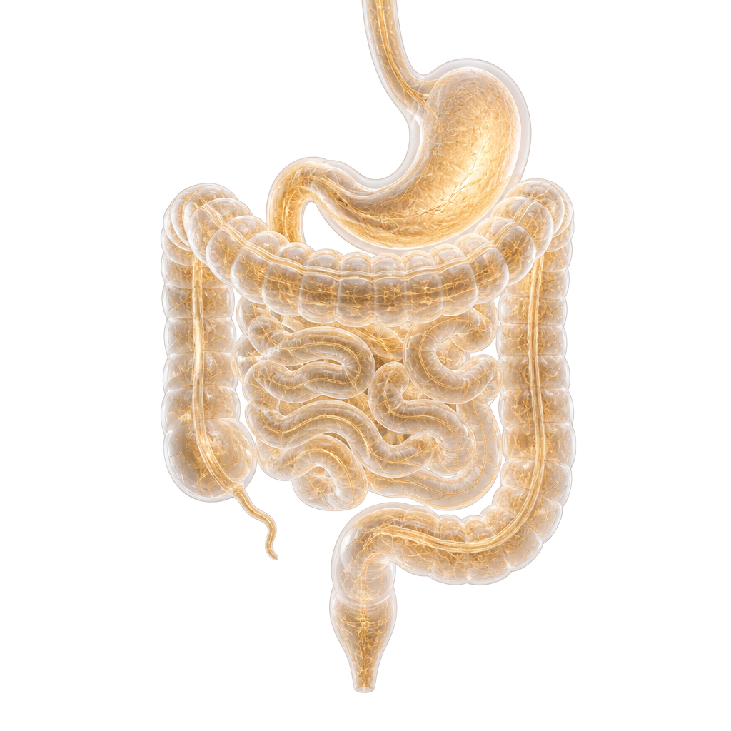 Anatomical illustration of the human digestive system